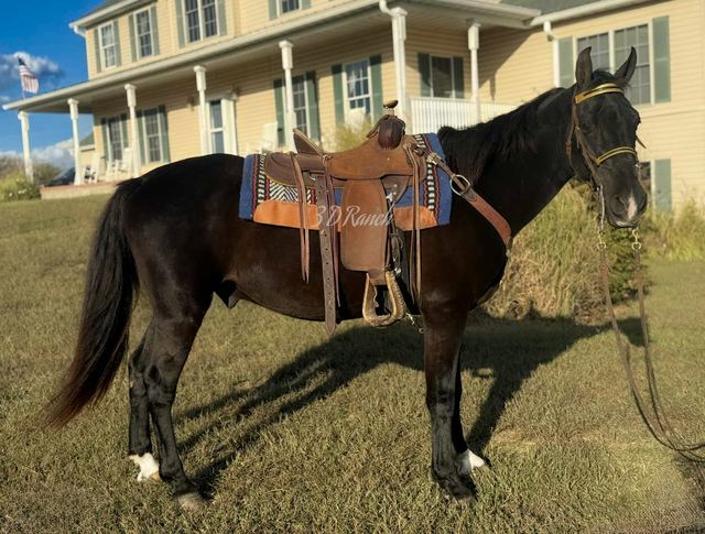 TUCKER - BLACK MISSOURI FOX TROTTER GELDING