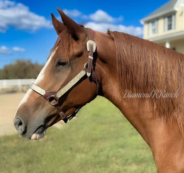 PEEPING TOM - 5 YEAR OLD REGISTERED KENTUCKY MOUNTAIN GELDING