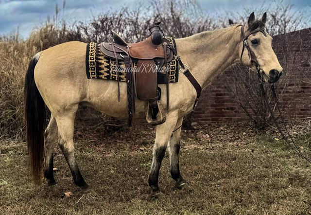 COWBOY - BUCKSKIN QUARTER GELDING