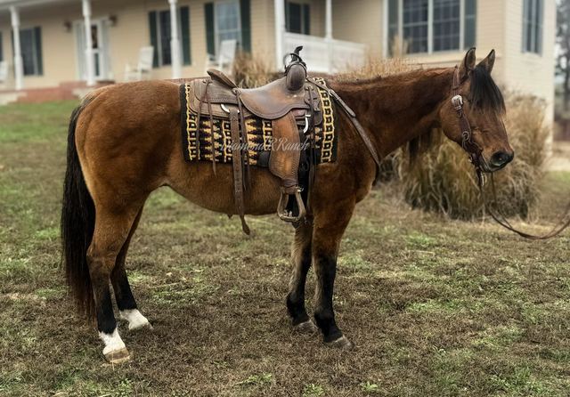 ROCCO - DUN/BUCKSKING QUARTER GELDING