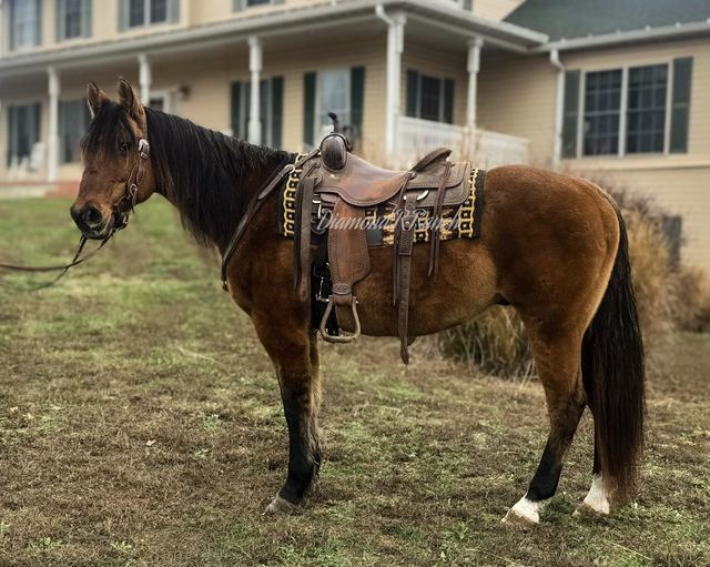 ROCCO - DUN/BUCKSKING QUARTER GELDING