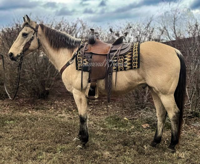 COWBOY - BUCKSKIN QUARTER GELDING