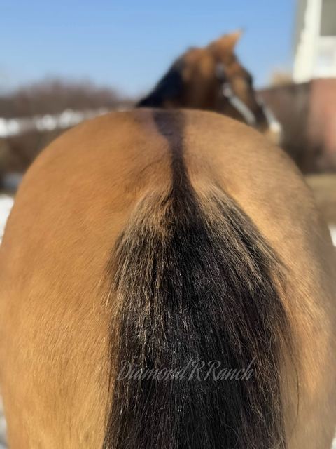 Oakie - Beautiful Buckskin/Dun Quarter Gelding