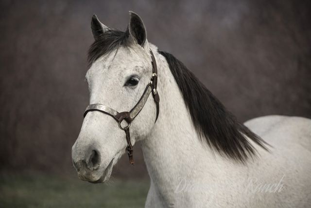 Sterling - Stunning Grey Missouri Fox Trotter Gelding