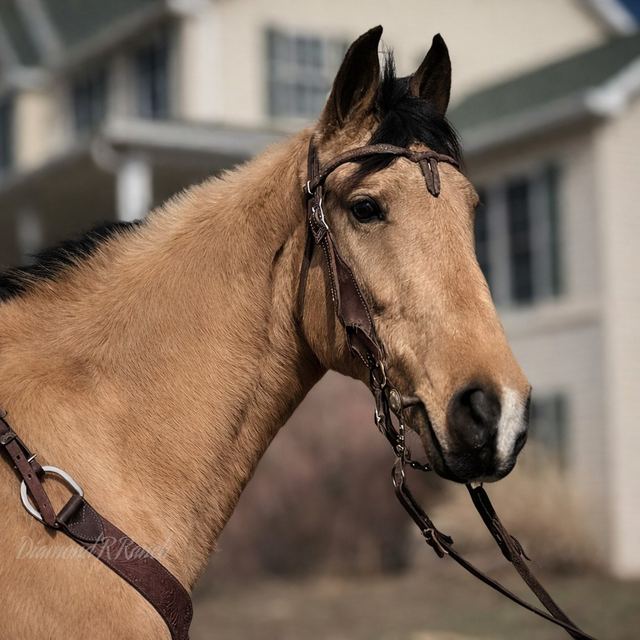 Lilly - Beautiful Buckskin Registered Missouri Fox Trotter Mare