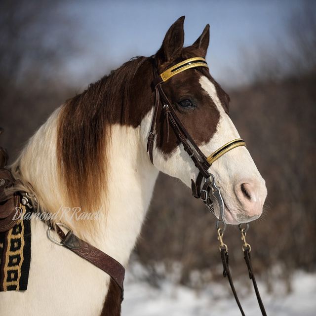 Splash - Gorgeous Chestnut & White Spotted Missouri Fox Trotter