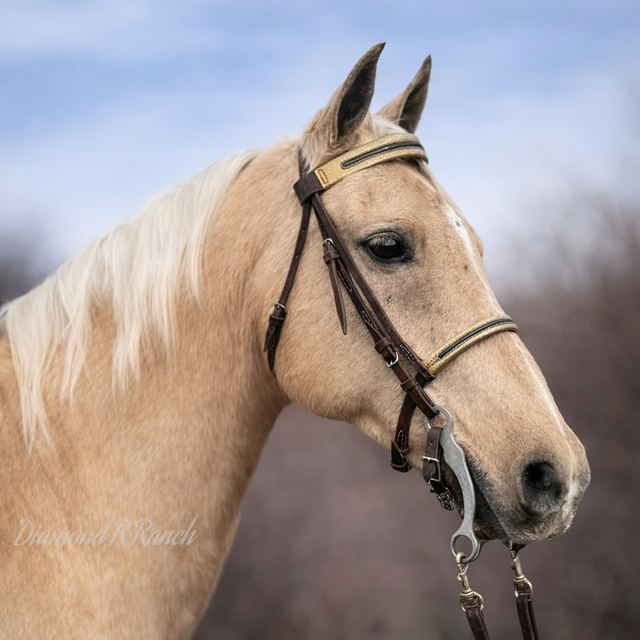 Nugget - Beautiful Palomino Missouri Fox Trotter Gelding