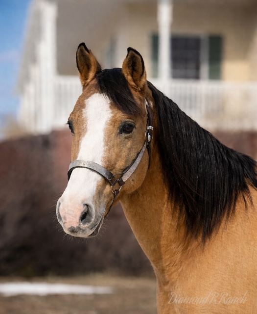 Oakie - Beautiful Buckskin/Dun Quarter Gelding
