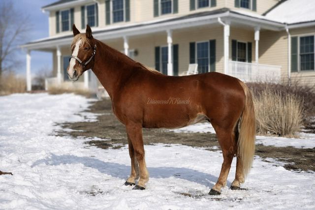 Redwood - Beautiful Chestnut Missouri Fox Trotter Gelding