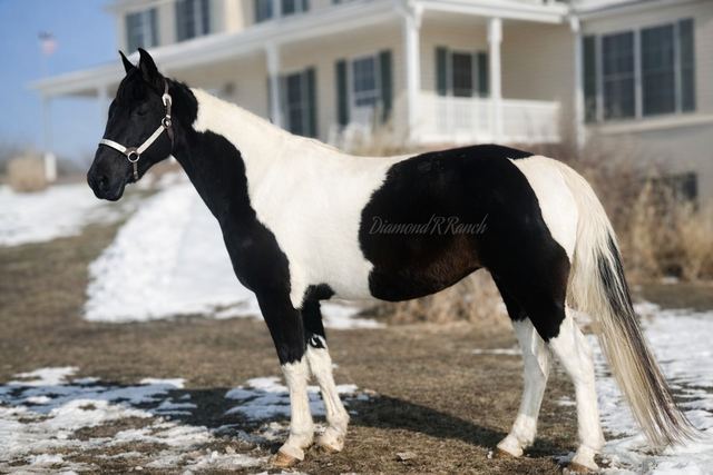 Dixie - Loud Colored Black & White Spotted Missouri Fox Trotter Mare
