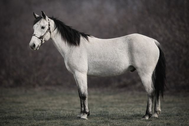Sterling - Stunning Grey Missouri Fox Trotter Gelding
