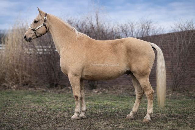 Nugget - Beautiful Palomino Missouri Fox Trotter Gelding