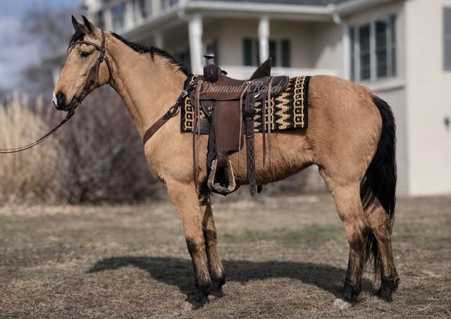 Lilly - Beautiful Buckskin Registered Missouri Fox Trotter Mare