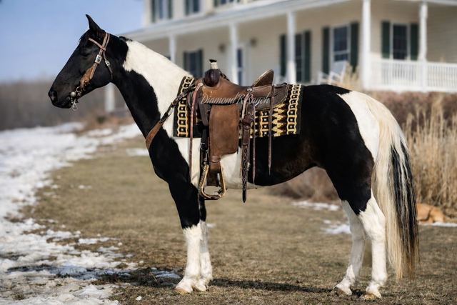 Dixie - Loud Colored Black & White Spotted Missouri Fox Trotter Mare