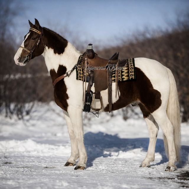 Splash - Gorgeous Chestnut & White Spotted Missouri Fox Trotter
