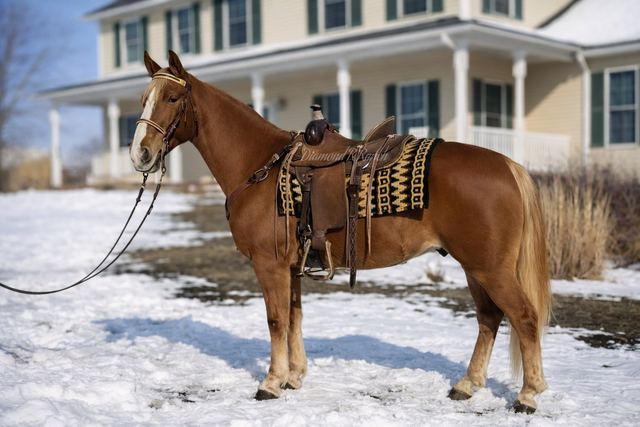 Redwood - Beautiful Chestnut Missouri Fox Trotter Gelding