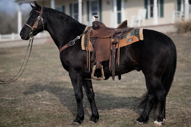 Moon - Gorgeous Black Registered Tennessee Walker Gelding