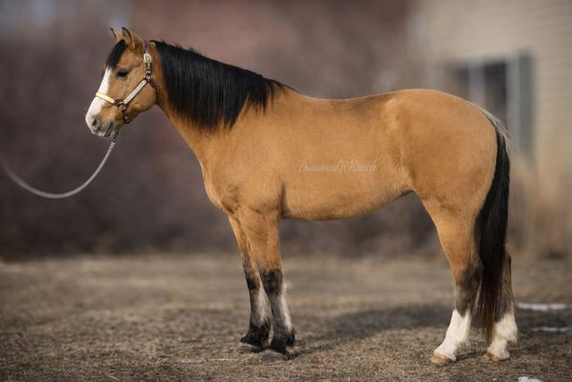 Oakie - Beautiful Buckskin/Dun Quarter Gelding
