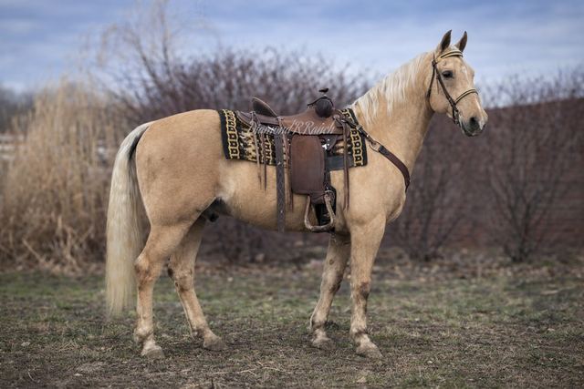 Nugget - Beautiful Palomino Missouri Fox Trotter Gelding