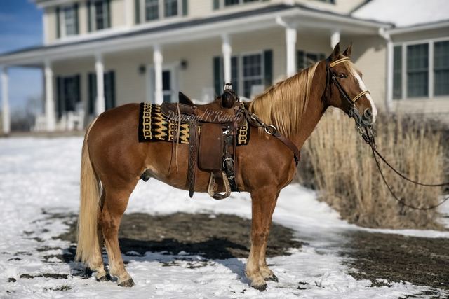 Redwood - Beautiful Chestnut Missouri Fox Trotter Gelding