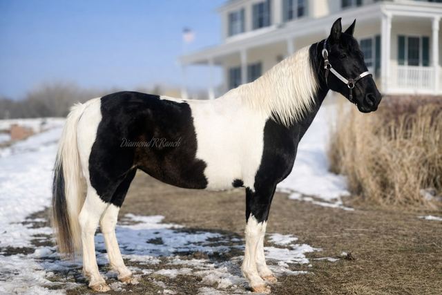 Dixie - Loud Colored Black & White Spotted Missouri Fox Trotter Mare