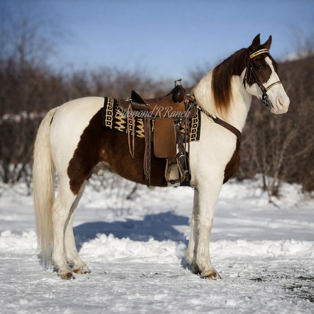 Splash - Gorgeous Chestnut & White Spotted Missouri Fox Trotter