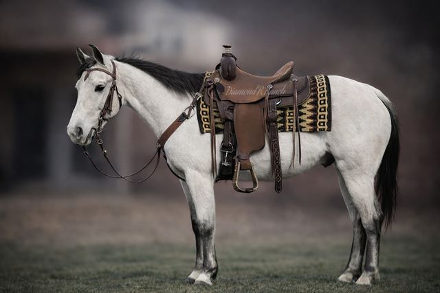 Sterling - Stunning Grey Missouri Fox Trotter Gelding