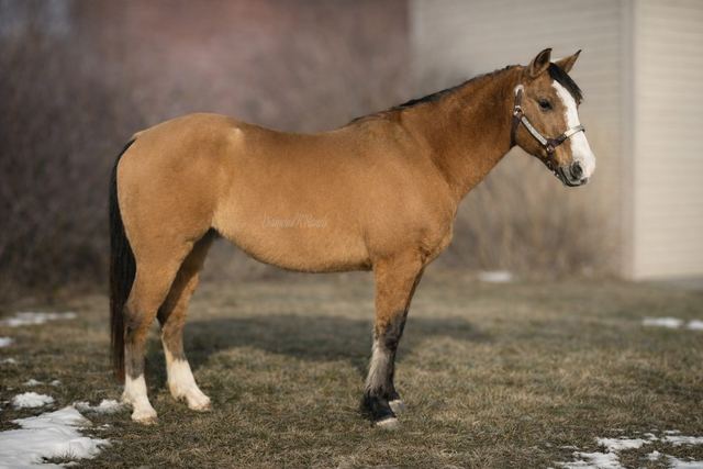 Oakie - Beautiful Buckskin/Dun Quarter Gelding