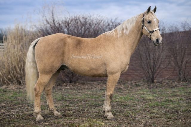 Nugget - Beautiful Palomino Missouri Fox Trotter Gelding