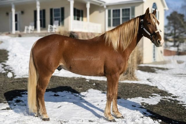 Redwood - Beautiful Chestnut Missouri Fox Trotter Gelding