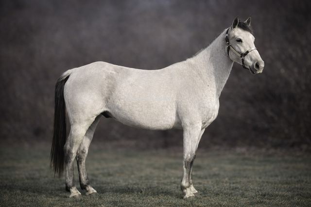 Sterling - Stunning Grey Missouri Fox Trotter Gelding