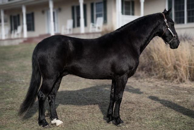 Moon - Gorgeous Black Registered Tennessee Walker Gelding