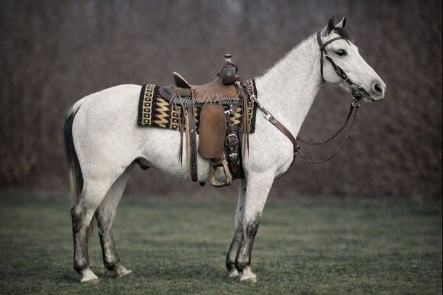 Sterling - Stunning Grey Missouri Fox Trotter Gelding
