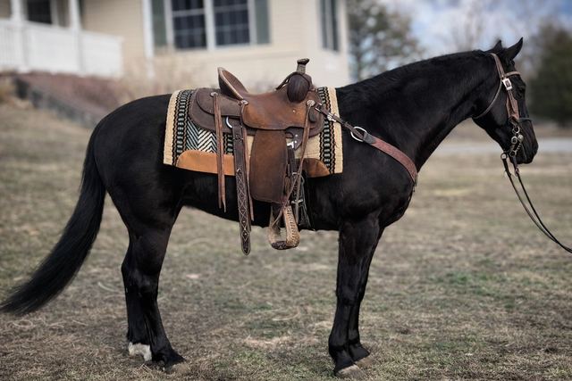 Moon - Gorgeous Black Registered Tennessee Walker Gelding