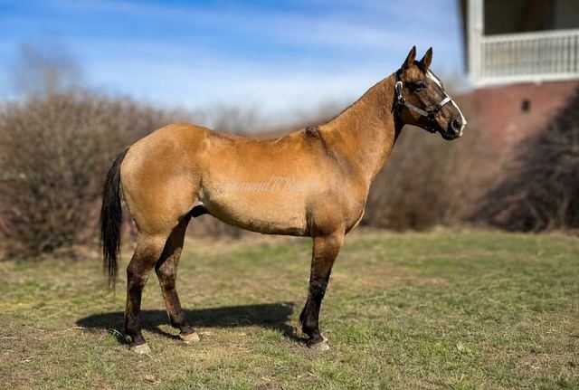 TUMBLEWEED - BUCKSKIN APPALOOSA GELDING