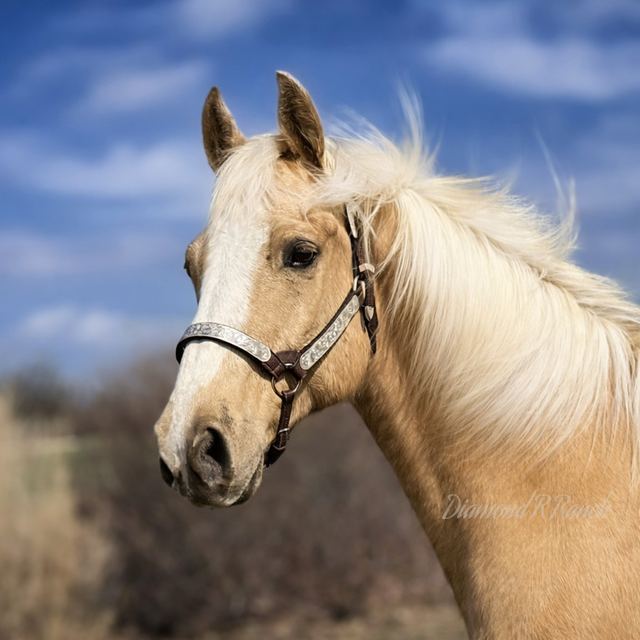 Twinkie - Stunning Palomino Registered Quarter Gelding