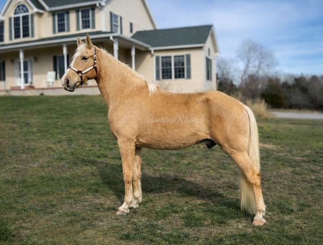 SUNFIRE - GOLDEN PALOMINO MISSOURI FOX TROTTER GELDING