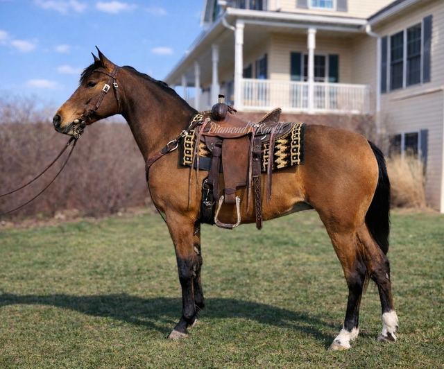 Claira - Beautiful Dun Registered Missouri Fox Trotter Mare