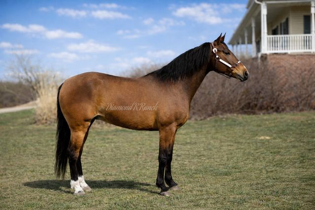 Claira - Beautiful Dun Registered Missouri Fox Trotter Mare