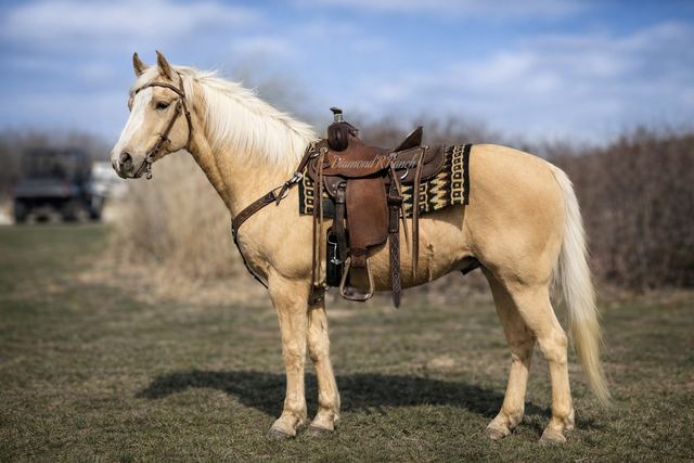 Twinkie - Stunning Palomino Registered Quarter Gelding