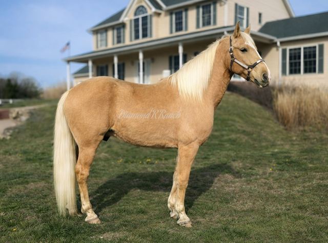 SUNFIRE - GOLDEN PALOMINO MISSOURI FOX TROTTER GELDING