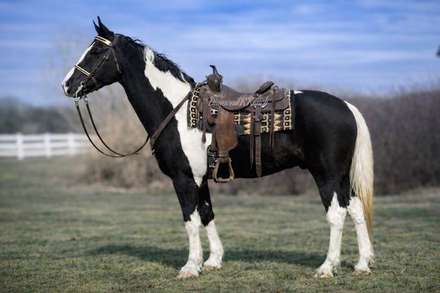 Dice - Stunning Black & White Spotted Missouri Fox Trotter Gelding