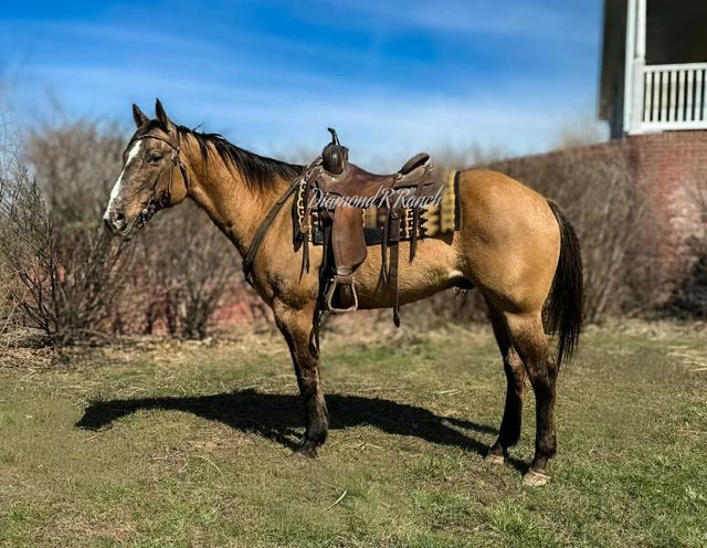 TUMBLEWEED - BUCKSKIN APPALOOSA GELDING