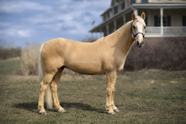 Twinkie - Stunning Palomino Registered Quarter Gelding