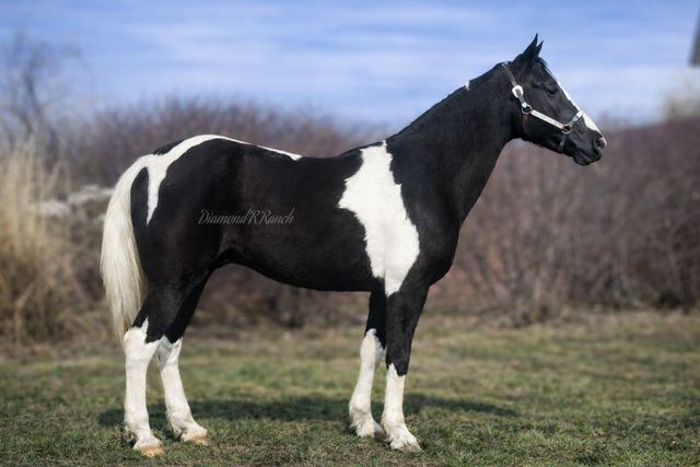 Dice - Stunning Black & White Spotted Missouri Fox Trotter Gelding