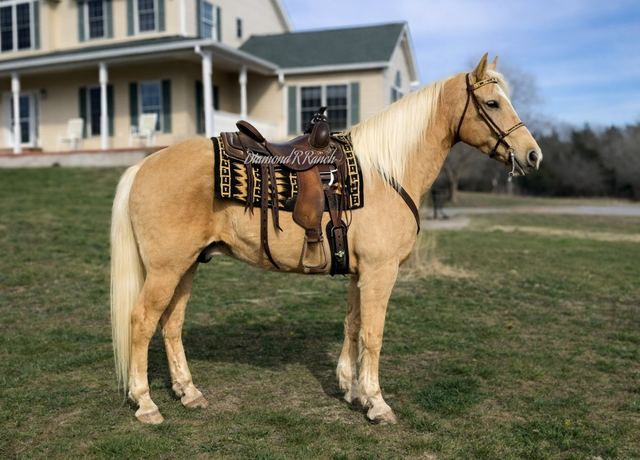 SUNFIRE - GOLDEN PALOMINO MISSOURI FOX TROTTER GELDING