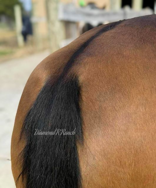 Claira - Beautiful Dun Registered Missouri Fox Trotter Mare