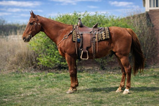 CHISHOLM - CHESTNUT MISSOURI FOX TROTTER GELDING