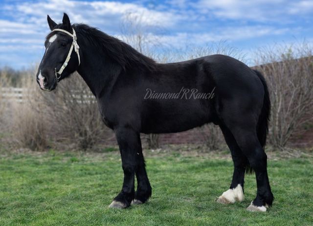 VALOR - STUNNING BLACK DRAFT CROSS GELDING