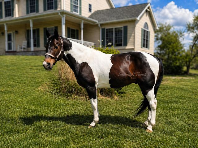 Dakota - Tri-Color Paint Quarter Gelding